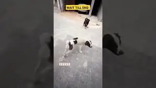 Ithukada ipdi chase paninga?-'dogs'🐕😆😜#stray #dogs#subscribe #funnyanimal #pets #love #like #yt