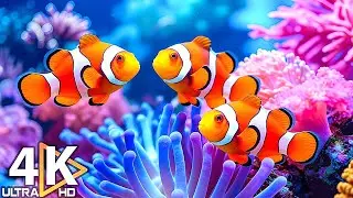 Relaxing Music to Relieve Stress, Anxiety and Depression &bull; Mind, Body 🐬 Soothing music for nerves