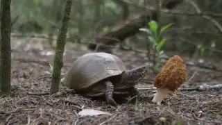 Hunt Morel Mushrooms In Oklahoma
