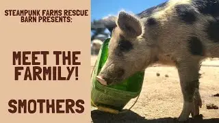 Smothers The Rejected Piglet -  Miracle Survivor - WATCH TO THE END!