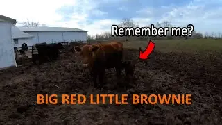 Broken Bull, New Tractor?