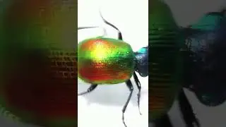 Beetles are amazing