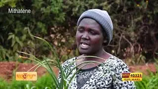 Murimi Caruruku  - Kitunguu  Saumu