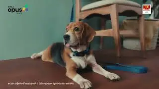 Birla Opus One Pure Elegance | Say No To Furniture Marks ft. Paw problems | Telugu
