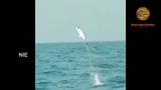 The Highest fish Jumping ever Mako - Flying Mako Shark Tournament