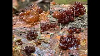 Pilzportrait - Kandisbrauner Dr&uuml;sling, Exidia saccharina | Tremella saccharina, Ulocolla saccharina