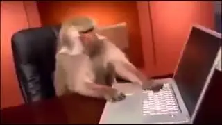 Top 10 Funny Monkey Videos Compilation 2014