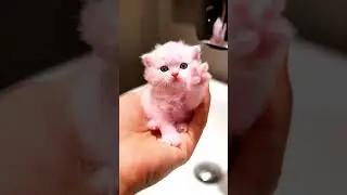 AI Pink Bubble Kitten #cat #kitten #catlover #bubbles #asmrcat  #catsounds #asmrcat #catvideos #cat