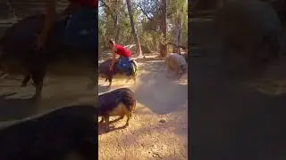 Man Jumps on Pig&rsquo;s Back and Rides It as It Tries to Shake Him