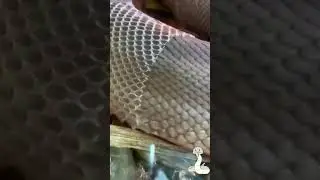 💔😳So Amazing Snake shell💔😳