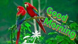 Beautiful Good morning video, Whatsapp status video, Greetings, wishes, quotes, Happy morning,