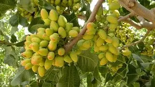 State of the Pistachio Industry with Bob Klein