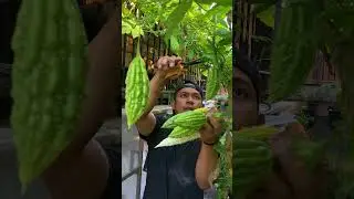 Harvesting Filipino favourite vegetables &ndash; SUPER SARAP!🇵🇭😋