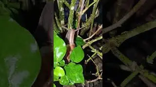 Snails hiding behind leaves
