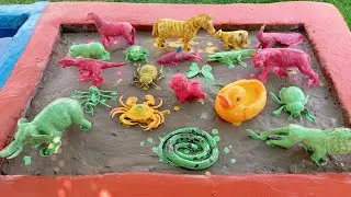 Animal Color Transformation: Washing Off in Water