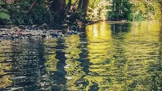 NATURE / SLOW MOTION