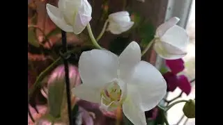 P.amabilis ,,Tai Wu'' -милый расцвёл!!!