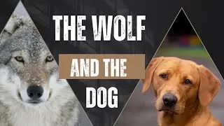 VISION : THE WOLF AND THE DOG 