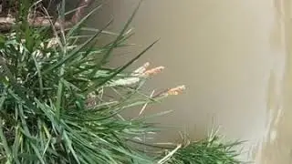 Sedge