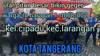 warga cipadu larangan dibikin geger oleh ular piton