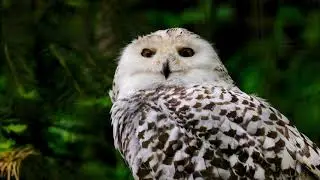 #Футаж белая сова разворачивает голову ◄4K&bull;HD► #Footage white owl turns its head