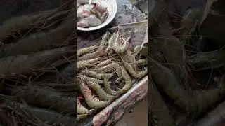 Karpali..🦐🦐🦀🦀 | Tiger Prawns 🦐 🦐 | #shorts #trending #fishing #youtubeshorts 🦐🦀🐟🐠🦑🦞🥵🔥