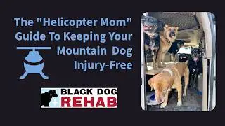 The Helicopter Mom's Guide to Keeping Your Mountain Dog Injury Free