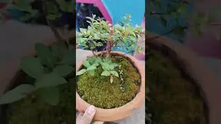 Miniature Bonsai #bonsai #motivation #ytshorts #garden
