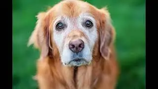 unexpected dog moment