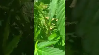 upstate NY outdoor grow