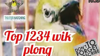 Pleci ngeriwik jadi plong || masteran setingan gacor || #birds #viral #plecigacornembak 