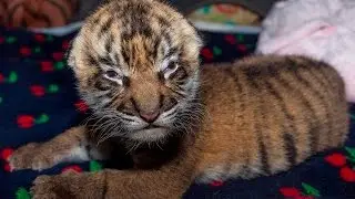 Tiger Cub Born at the San Diego Zoo Safari Park
