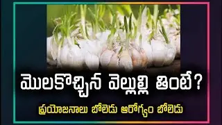 మొలకొచ్చిన వెల్లుల్లి తింటే? ప్రయోజనాలు బోలెడు | Sprouted Garlic 🧄 Health Benifits | Amazing Facts