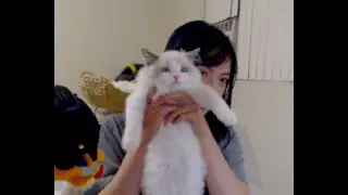 i got a ragdoll kitten | Genshin Impact