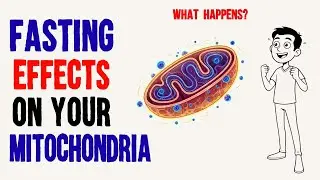 What Happens to Your Mitochondria When You Fast (Fasting Benefits)