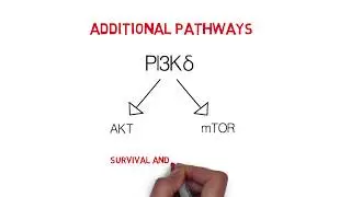 CLL Whiteboard #1: Introduction & Mechanisms of Action of BCR Signaling Inhibitors