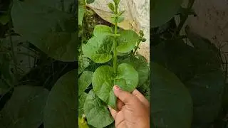 Plant's of my organic kitchen garden 🌱 #💚 #villagegarden #villagelife #smartfarming #gardeningtips