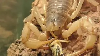 DESERT HAIRY SCORPION FIGHT WITH LOCUST Hadrurus arizonensis / TEXAS SKORPION K&Auml;MPFT MIT HEUSCHRECKE
