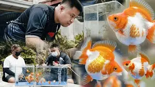 FV VLOG #087: Best Ryukin Goldfish for your Budget
