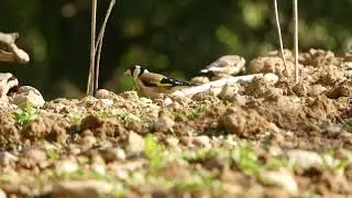 Cardines alimenant-se