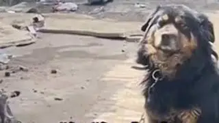 狗狗也有好朋友🥰#萌犬 #萌宠 #汪星人 #狗狗 #田园犬
