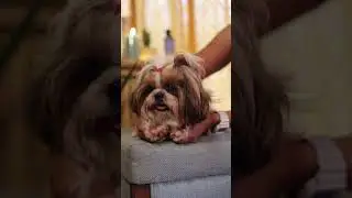 Hemp Seed Oil for Pets joint and skin Health @healthhorizons India