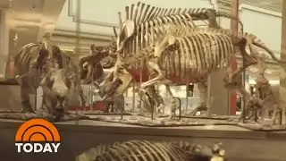 Inside The Smithsonian&rsquo;s Newly-Renovated Dinosaur Hall | TODAY