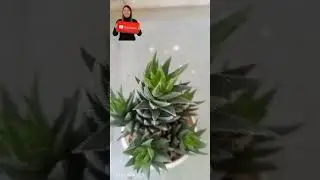 #haworthia#reinwardtii#beautiful #palm#youtubeshorts #status