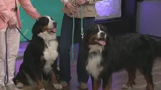Side Kick Dog Training: National Train Your Dog Month & National Walk Your Dog Month