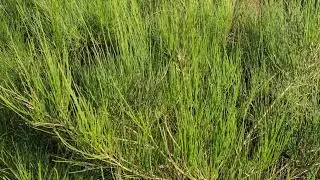 Klelund Plantage