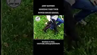 APBT YARD TOUR | Young Game Dogs At Power House Kennel | APBT HISTORY