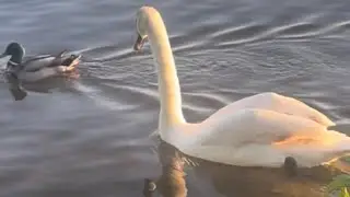 Did you know why Ducks and Swans have Together &ndash; Peaceful Life on the Water ? | Quick Animals Facts