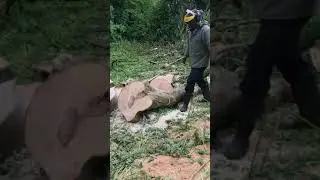 365 special cutting up falling tree with 2PurpleSwitchs
