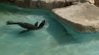 Friguia Zoo - Hammamet - Sea Lions - Tunisia - May 2022